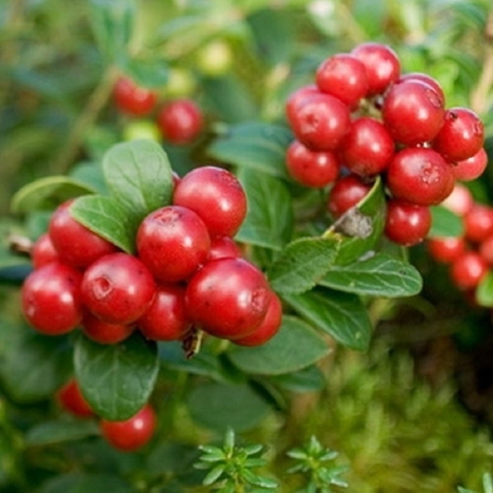 Брусника обыкновенная кустарничек