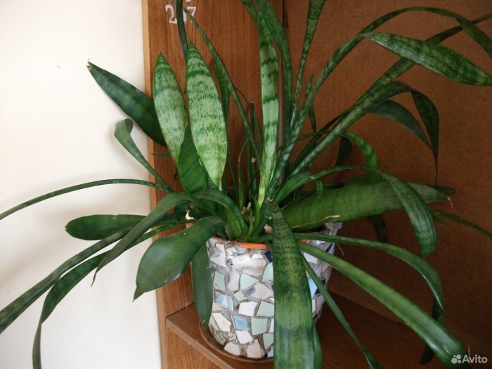 Сансевиерия тещин язык