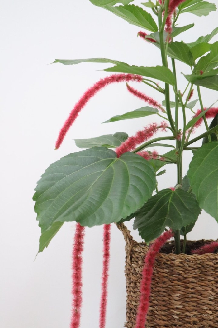 Акалифа щетинисто-волосистая