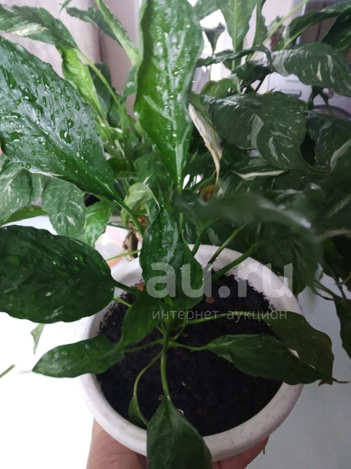 Растение спатифиллум