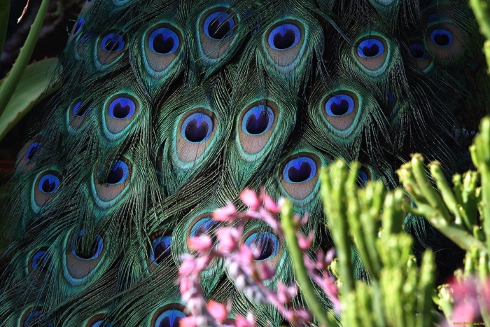 Павлиний хвост растение