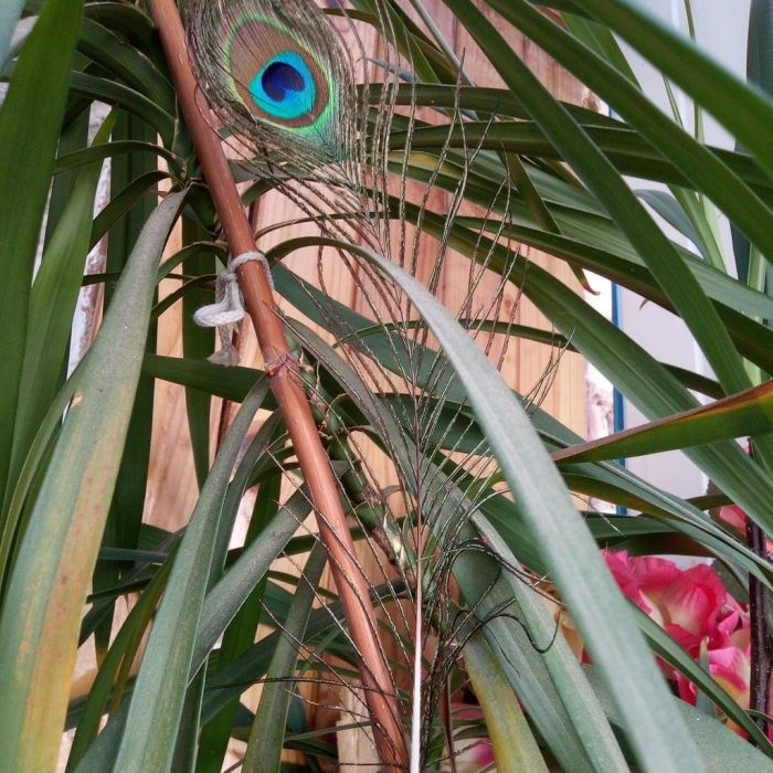 Павлиний хвост