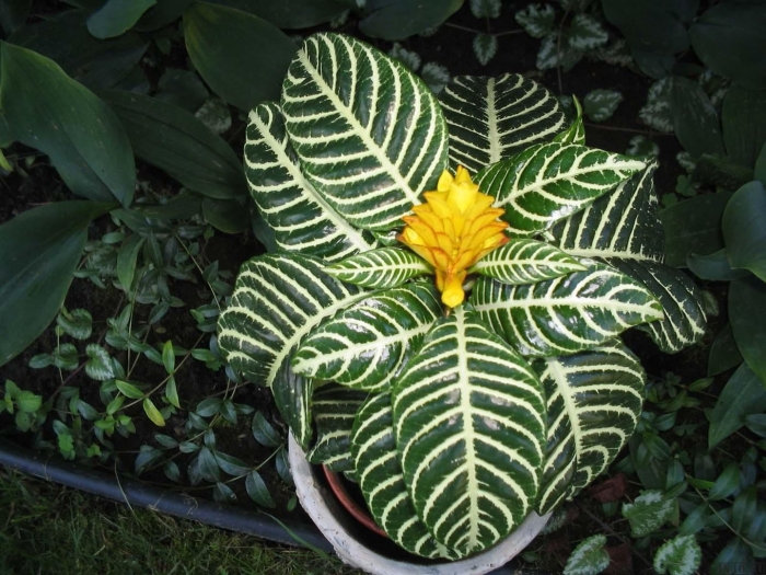 Афеландра оттопыренная