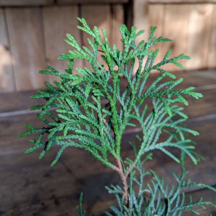 Туя западная зматлик