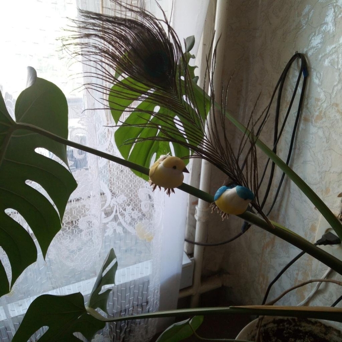 Попугай зеленый волнистик