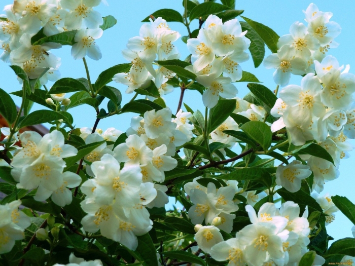 Жасмин цветки