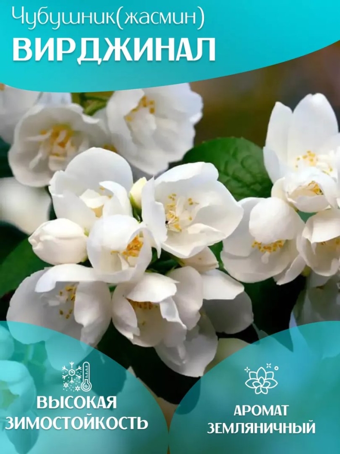 Жасмин садовый (чубушник) вёджинэл (с2)