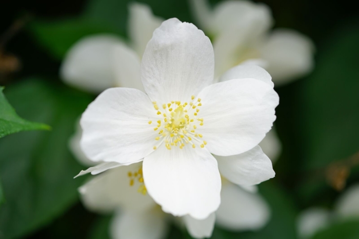 Ложный жасмин чубушник