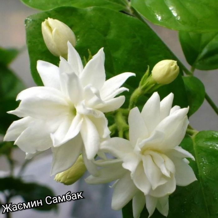 Комнатный жасмин