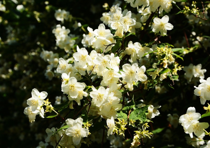 Жасмин кустарниковый