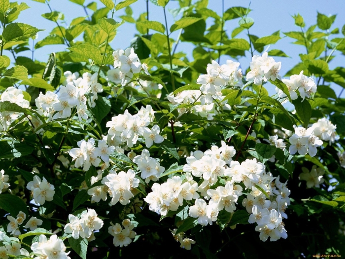 Чубушник и жасмин