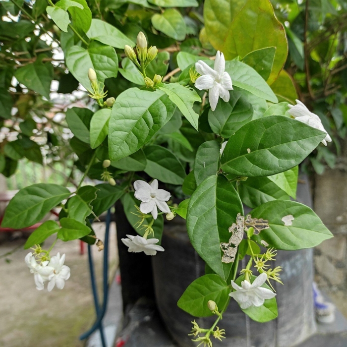 Jasminum sambac