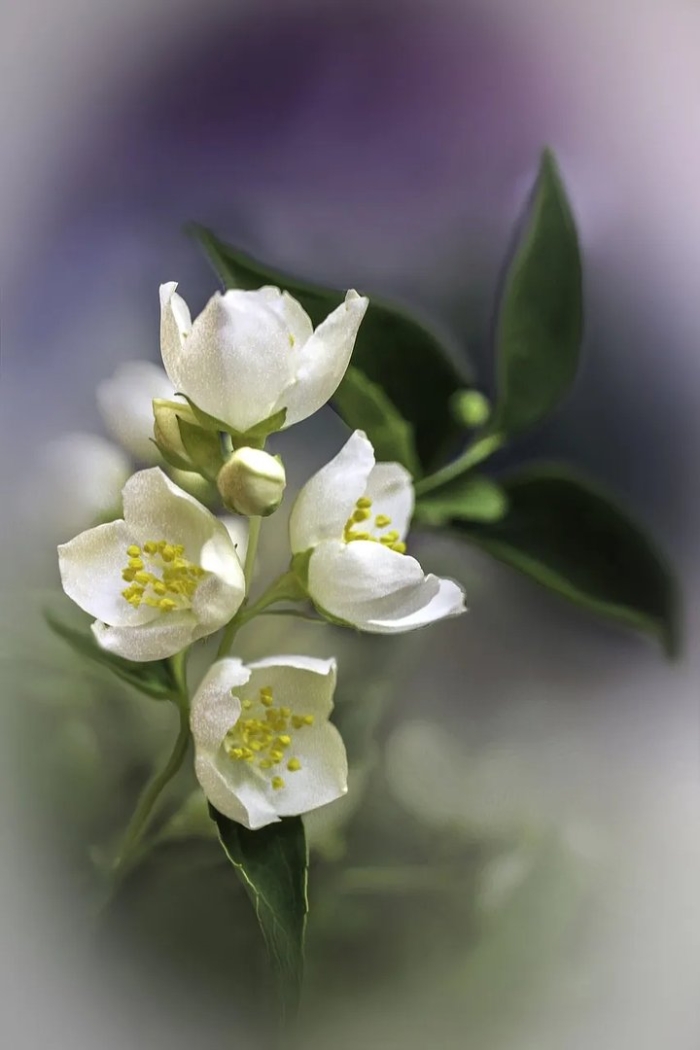 Жасмин цветки