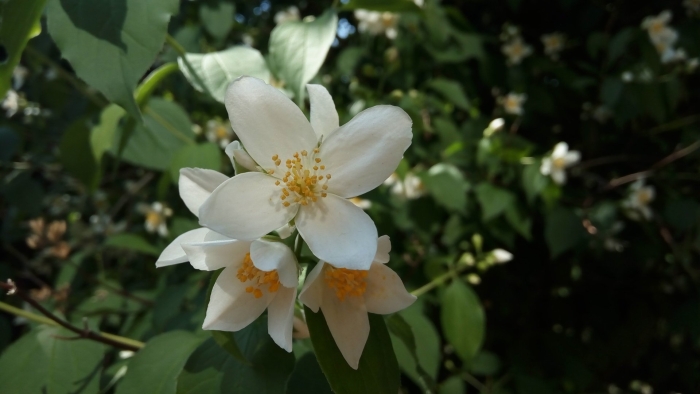 Чубушник садовый жасмин