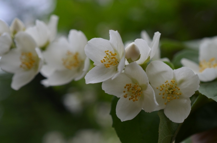 Жасмин цветок чубушник -