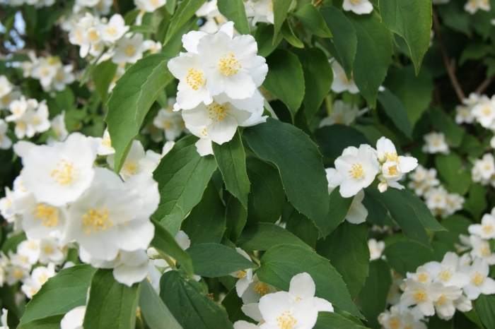 Жасмин кустарник чубушник