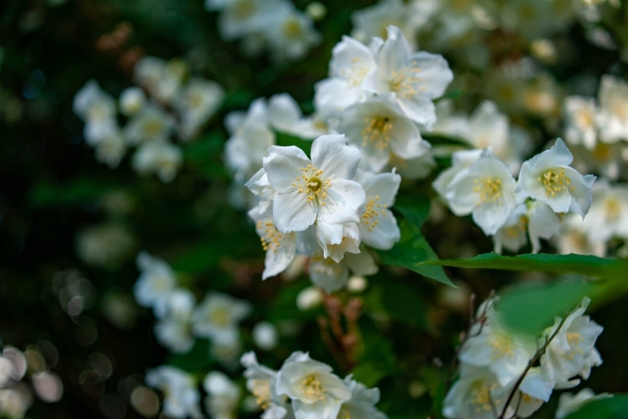 Жасмин цветение