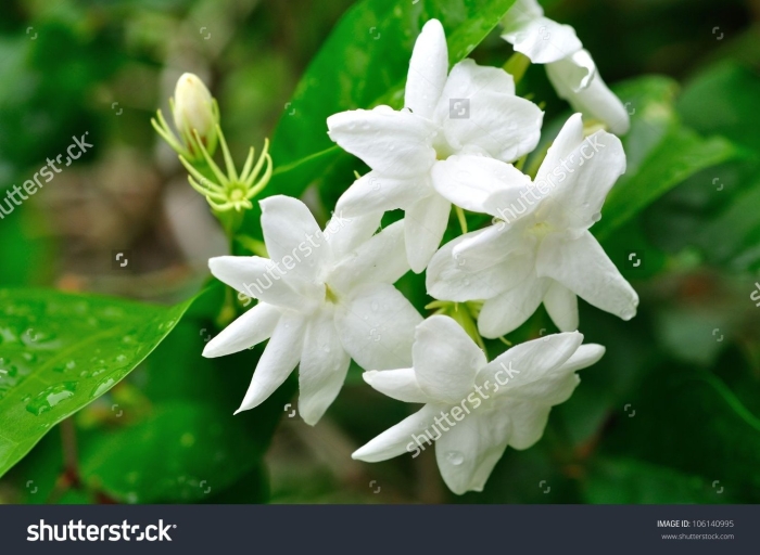 Жасмин кустарник самбак