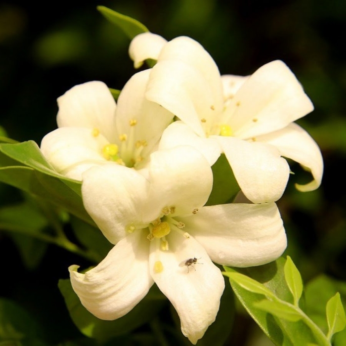 Мурайя жасмин