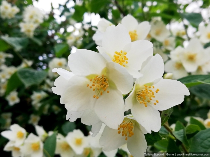 Растение жасмин