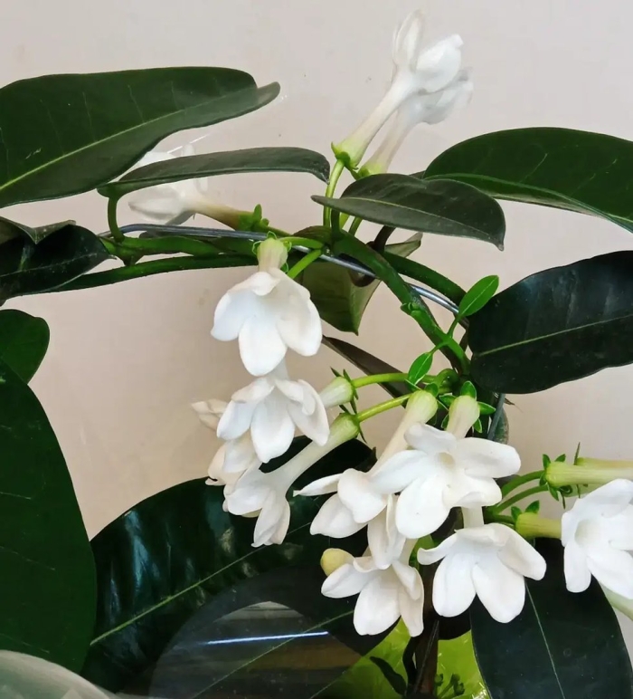 Стефанотис лиана