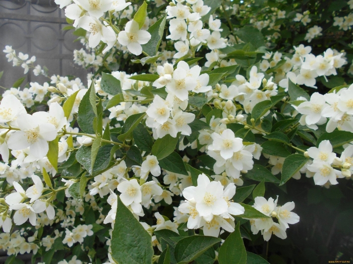 Чубушник королевский