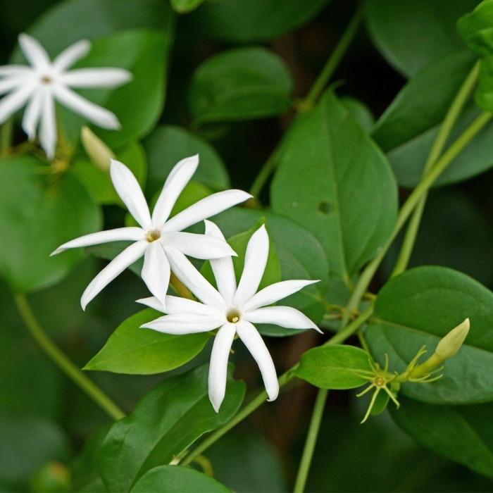 Jasminum multiflorum