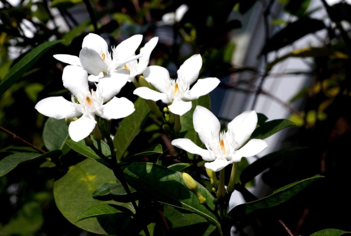 Jasmine flower