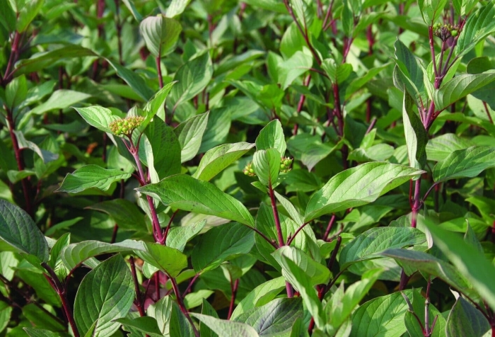 Дерен cornus alba sibirica