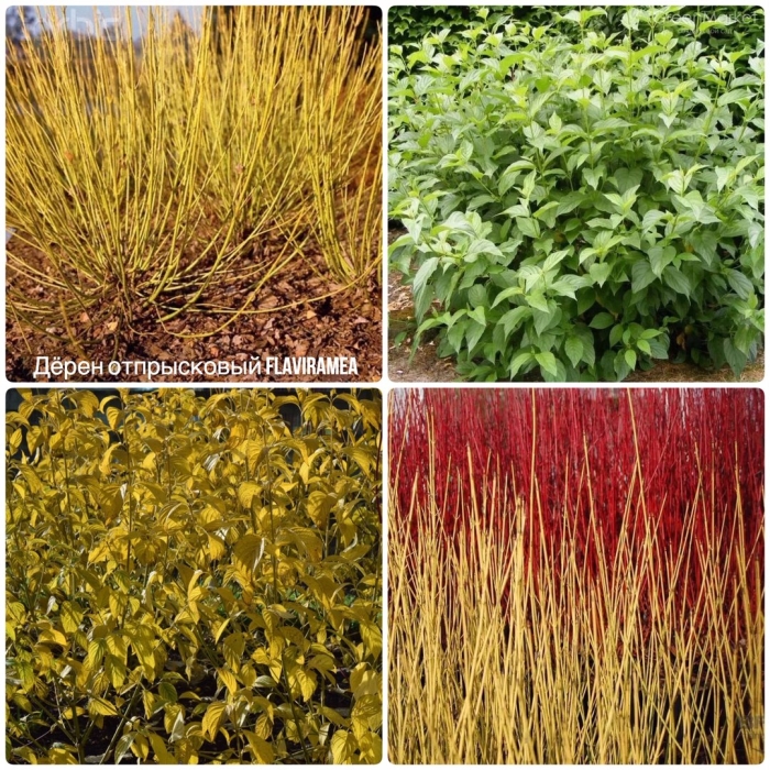 Дерен отпрысковый flaviramea