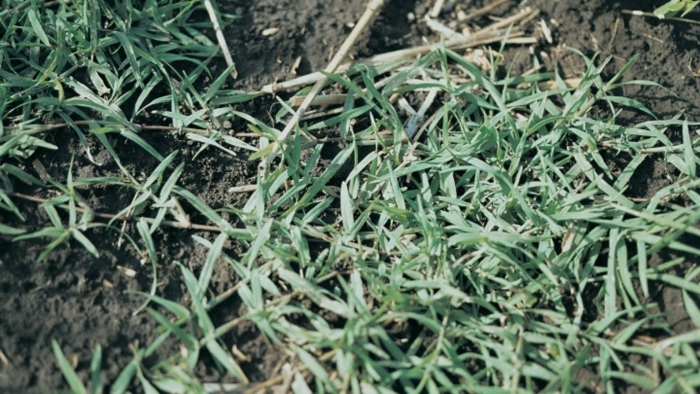 Свинорой пальчатый