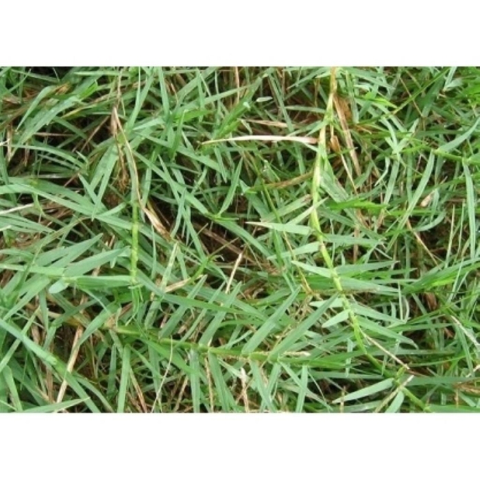 Трава свинорой