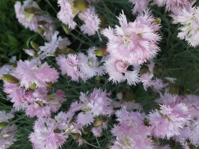 Гвоздика перистая махровая многолетняя