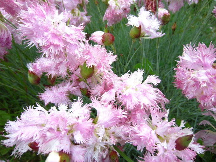 Гвоздика перистая