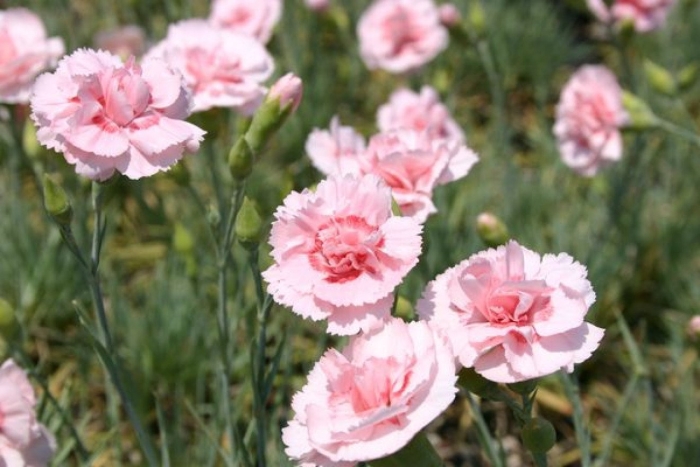 Гвоздика перистая doris