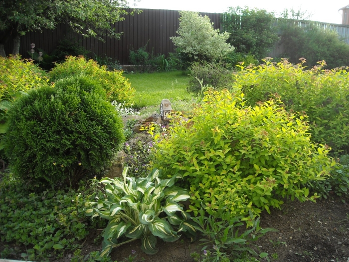 Спирея голден принцесс