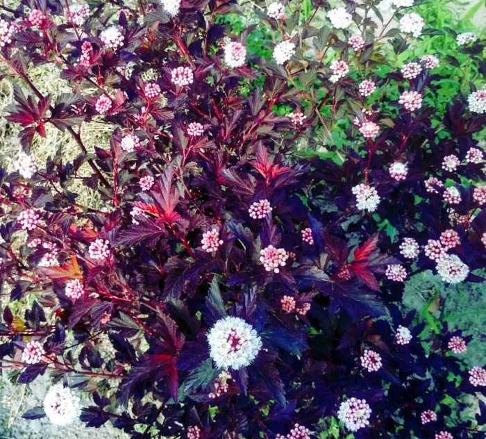 Пузыреплодник калинолистный миднайт