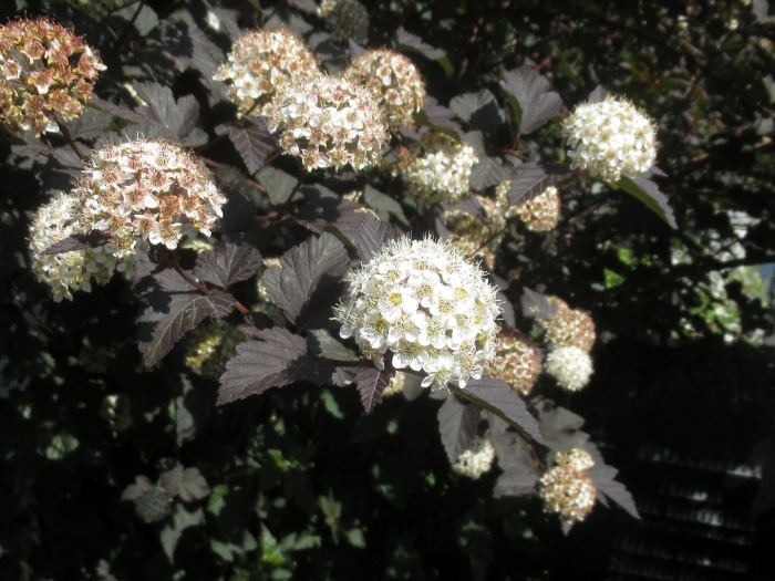 Пузыреплодник калинолистный лютеус