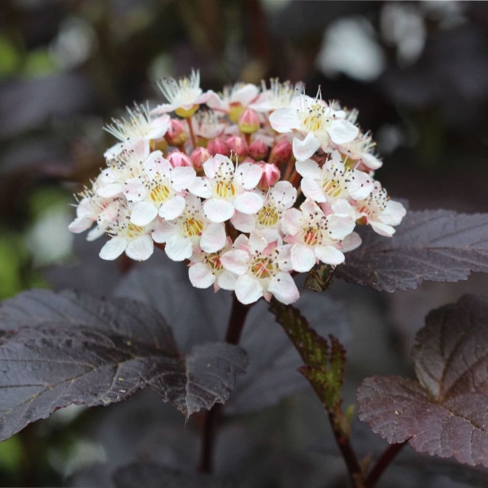 Пузыреплодник калинолистный дьябло