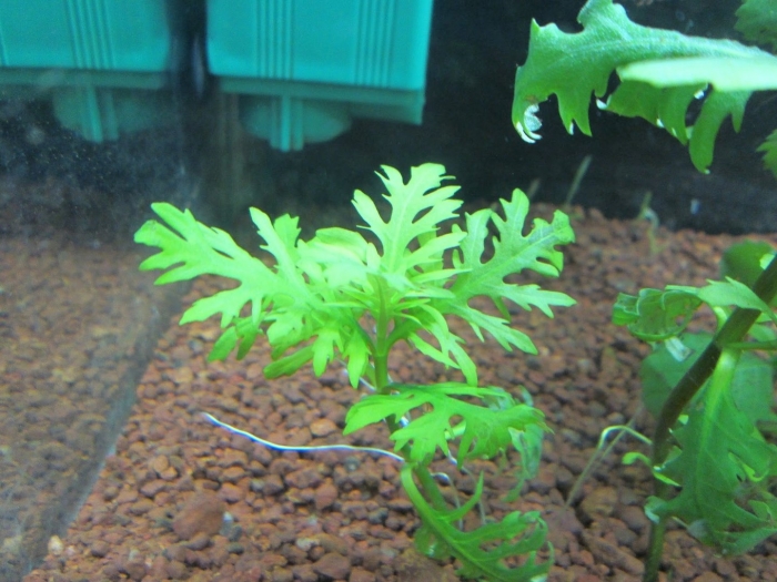 Синема аквариумное растение