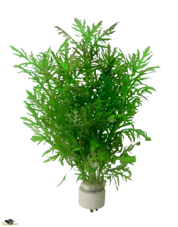 Гигрофила разнородная синема