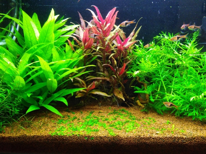 Аквариумное растение