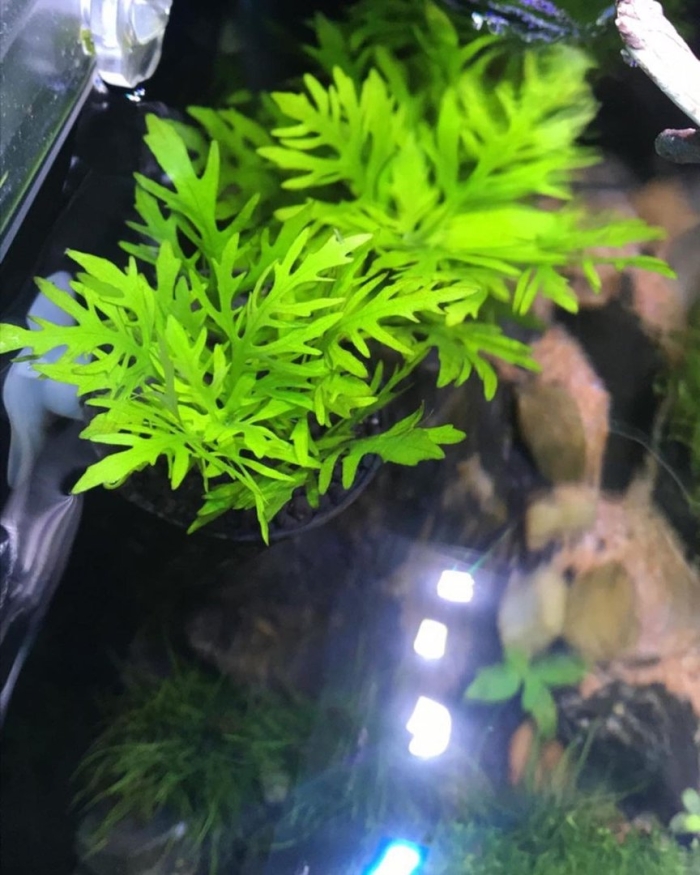 Гигрофила деморфная вайс грюн