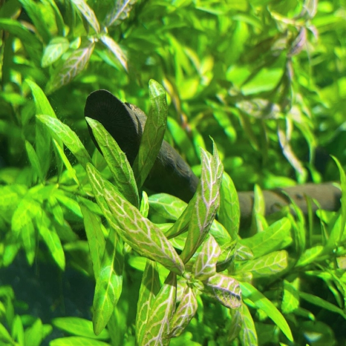 Гигрофила многосеменная мраморная