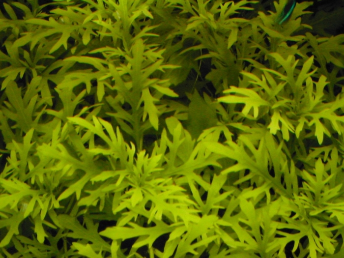 Гигрофила изменчивая