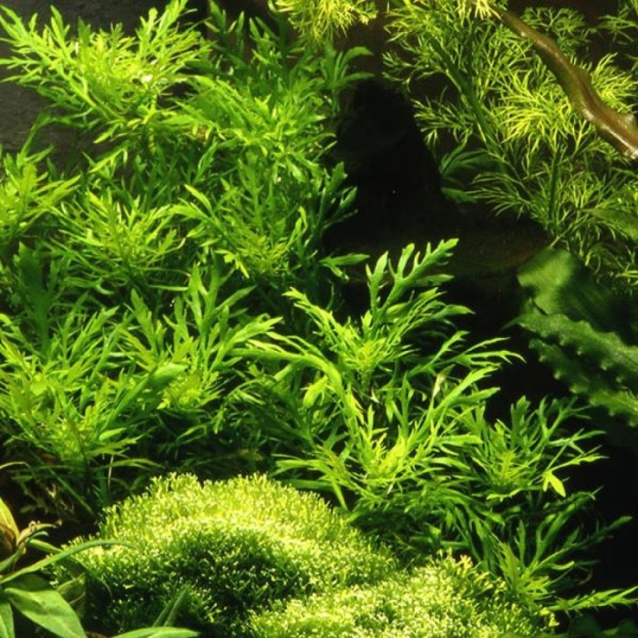 Гигрофила аквариумное растение