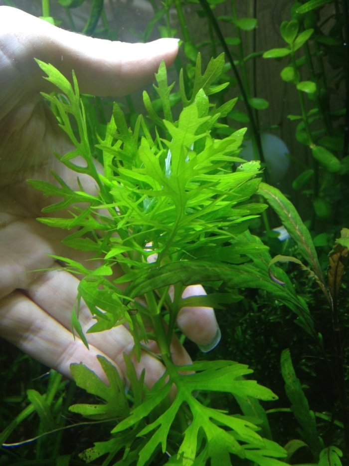 Синема аквариумное растение