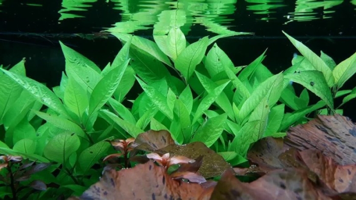 Гигрофила лимонник стрикта