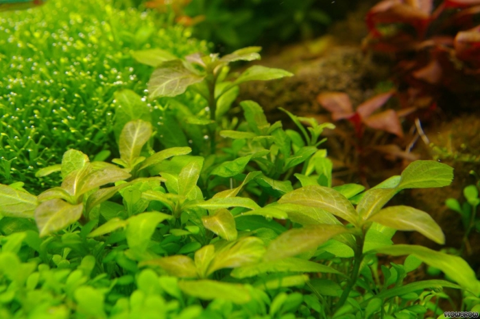 Гигрофила многосеменная