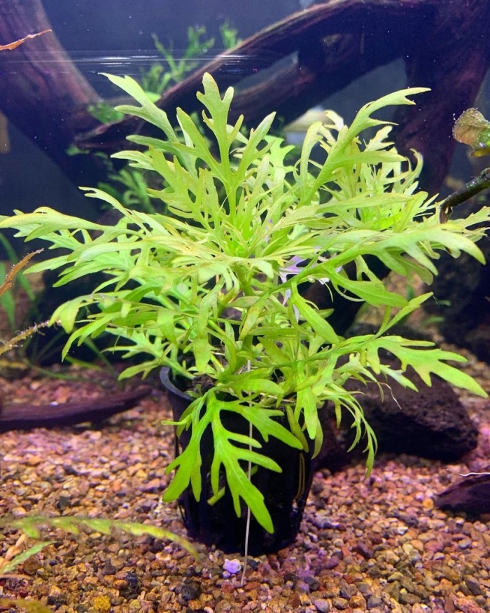 Гигрофила аквариумное